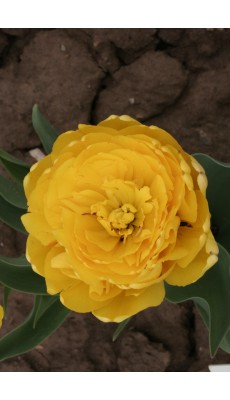 YELLOW POMPENETTE